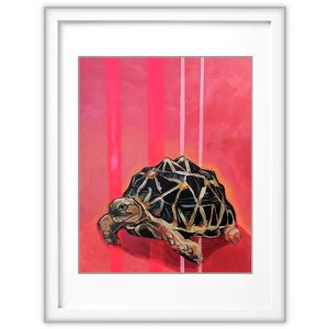 Pink Star Tortoise